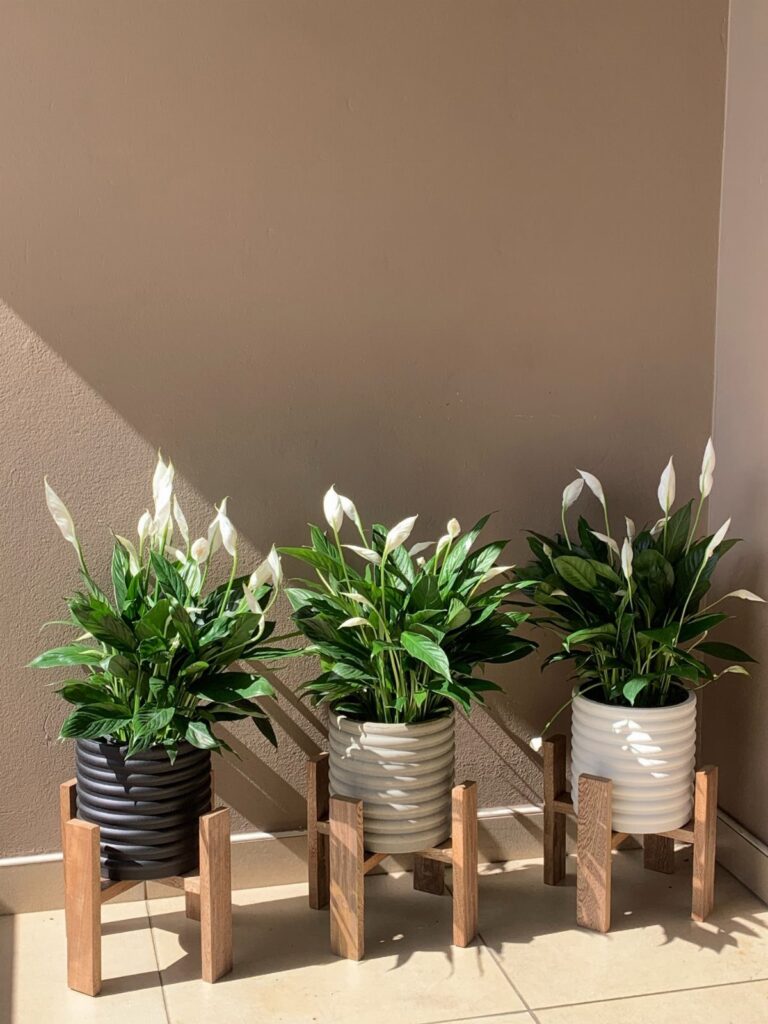 Three peace lily houseplants in ribbed pots on wooden stands against a beige wall.
